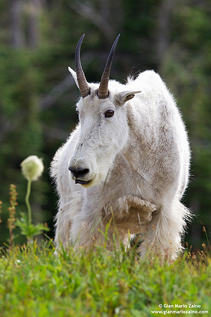 Oreamnos americanus/Capra delle nevi/Mountain goat/Chèvre des Montagnes Rocheuses