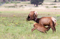 Odocoileus hemionus / Cervo mulo / Mule deer / Cerf mulet