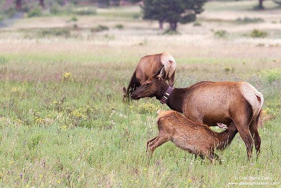 Odocoileus hemionus / Cervo mulo / Mule deer / Cerf mulet