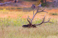 Cervus elaphus canadensis/Wapiti/Elk/Wapiti