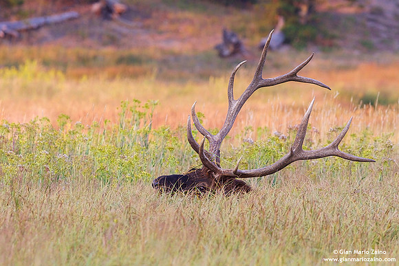 Cervus elaphus canadensis/Wapiti/Elk/Wapiti