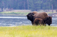 Bison/Bisonte/Bison/Bison