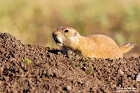 Cynomys / Cane della prateria / Prairie dog / Chien de prairie