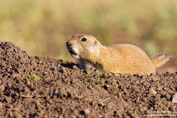 Cynomys / Cane della prateria / Prairie dog / Chien de prairie