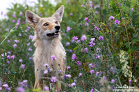Canis latrans/Coyote/Coyote/Coyote