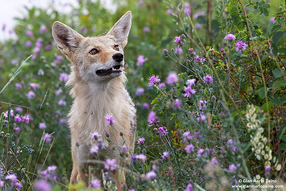 Canis latrans/Coyote/Coyote/Coyote