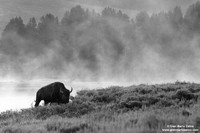 Bison/Bisonte/Bison/Bison