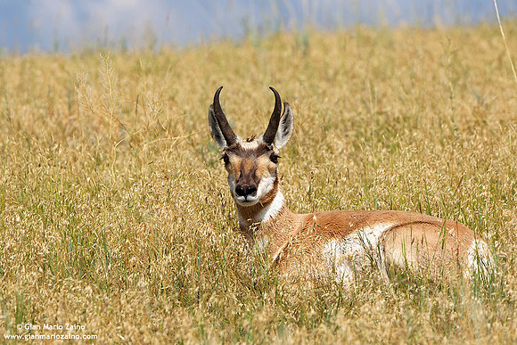 Antilocapra americana / Antilocapra / Pronghorn / Antilocapre