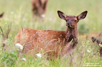 Odocoileus hemionus / Cervo mulo / Mule deer / Cerf mulet