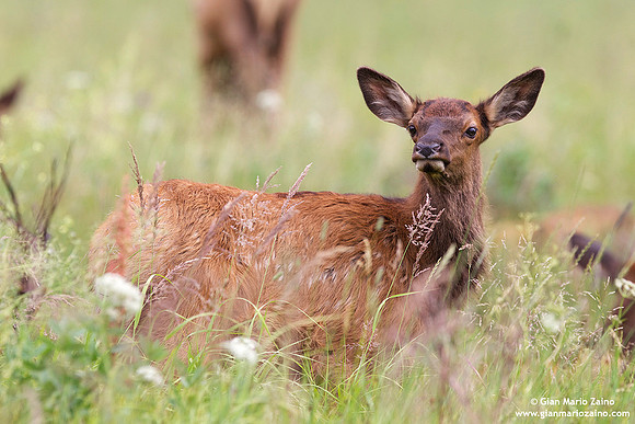 Odocoileus hemionus / Cervo mulo / Mule deer / Cerf mulet