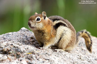 Callospermophilus lateralis / Scoiattolo terrestre dorato / Golden mantled ground squirrel / Écureuil terrestre doré