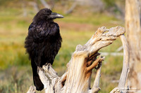 Corvus brachyrhynchos/Cornacchia americana/American crow/Corneille d'Amérique