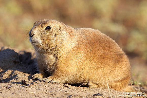 Cynomys / Cane della prateria / Prairie dog / Chien de prairie