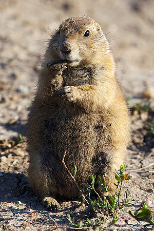 Cynomys / Cane della prateria / Prairie dog / Chien de prairie