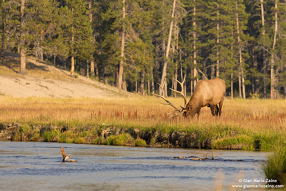 Cervus elaphus canadensis/Wapiti/Elk/Wapiti