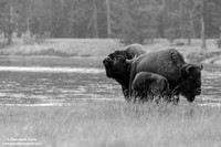 Bison/Bisonte/Bison/Bison