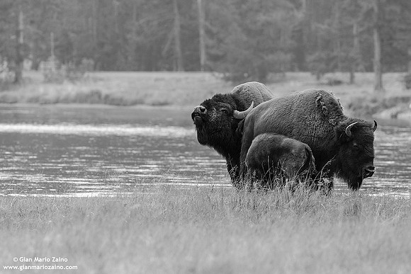 Bison/Bisonte/Bison/Bison