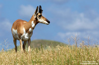 Antilocapra americana / Antilocapra / Pronghorn / Antilocapre