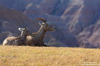 Ovis canadensis / Pecora delle Montagne Rocciose / Bighorn sheep / Mouflon canadien