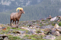 Ovis canadensis / Pecora delle Montagne Rocciose / Bighorn sheep / Mouflon canadien