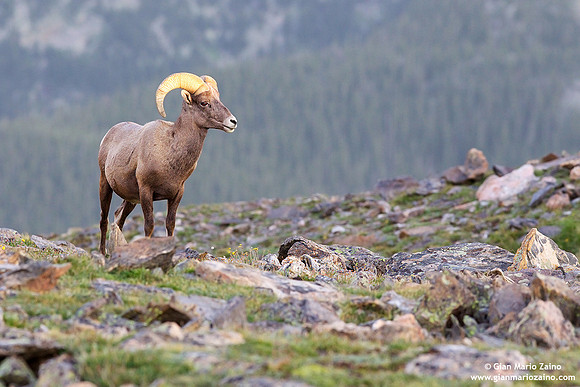 Ovis canadensis / Pecora delle Montagne Rocciose / Bighorn sheep / Mouflon canadien