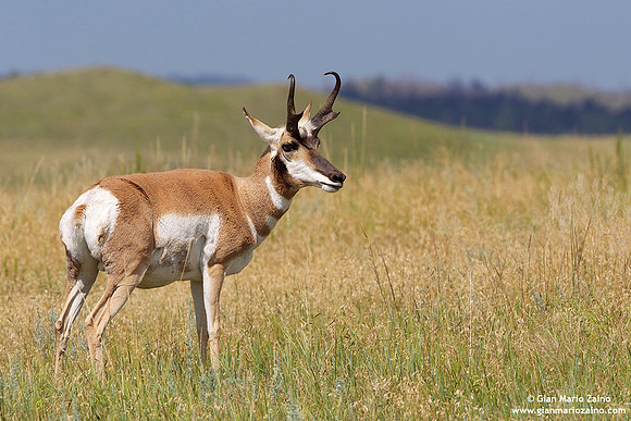 Antilocapra americana / Antilocapra / Pronghorn / Antilocapre