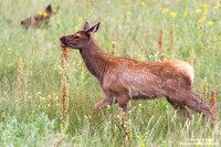 Odocoileus hemionus / Cervo mulo / Mule deer / Cerf mulet