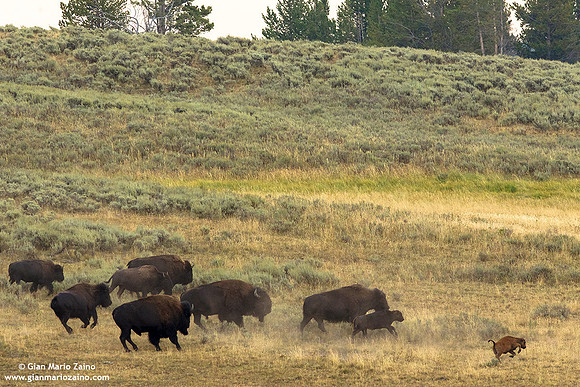 Bison/Bisonte/Bison/Bison