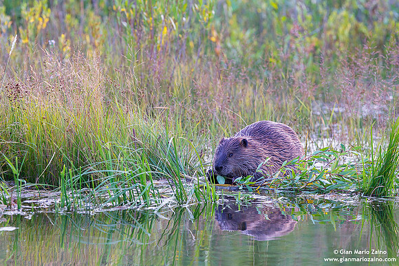 Castor/Castoro/Beaver/Castor