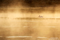 Pelecanus erythrorhynchos/Pellicano bianco americano/American white pelican/Pélican d'Amérique