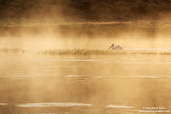 Pelecanus erythrorhynchos/Pellicano bianco americano/American white pelican/Pélican d'Amérique