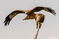 Nibbio reale / Milvus milvus / Red kite / Milan royal