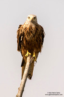 Nibbio reale / Milvus milvus / Red kite / Milan royal