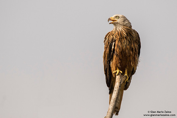 Nibbio reale / Milvus milvus / Red kite / Milan royal