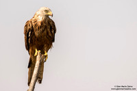 Nibbio reale / Milvus milvus / Red kite / Milan royal