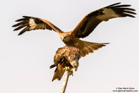 Nibbio reale / Milvus milvus / Red kite / Milan royal