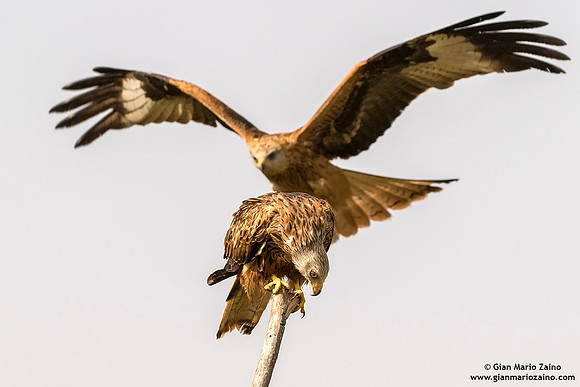 Nibbio reale / Milvus milvus / Red kite / Milan royal