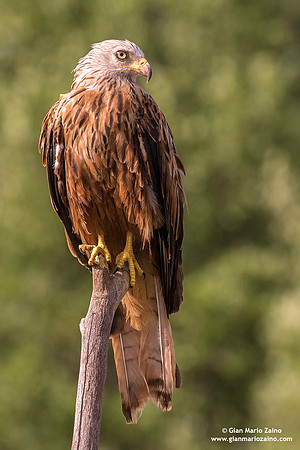 Nibbio reale / Milvus milvus / Red kite / Milan royal