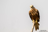 Nibbio reale / Milvus milvus / Red kite / Milan royal