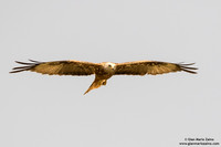 Nibbio reale / Milvus milvus / Red kite / Milan royal