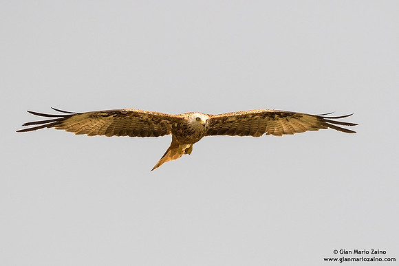 Nibbio reale / Milvus milvus / Red kite / Milan royal