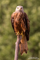 Nibbio reale / Milvus milvus / Red kite / Milan royal