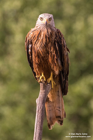 Nibbio reale / Milvus milvus / Red kite / Milan royal