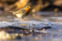 Erithacus rubecula / Pettirosso / European robin / Rouge-gorge familier