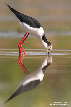 Himantopus himantopus / Cavaliere d'Italia / Black-winged stilt / Échasse blanche