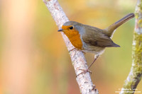 Erithacus rubecula / Pettirosso / European robin / Rouge-gorge familier