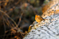 Erithacus rubecula / Pettirosso / European robin / Rouge-gorge familier