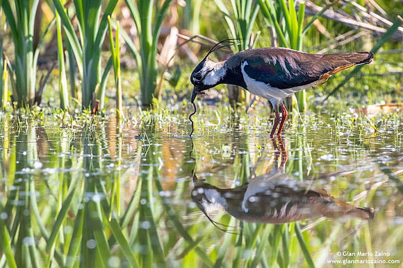 Vanellus vanellus / Pavoncella / Northern lapwing / Vanneau huppé