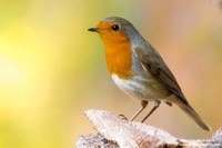 Erithacus rubecula / Pettirosso / European robin / Rouge-gorge familier