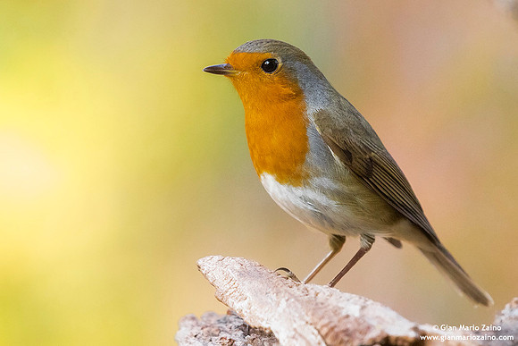 Erithacus rubecula / Pettirosso / European robin / Rouge-gorge familier